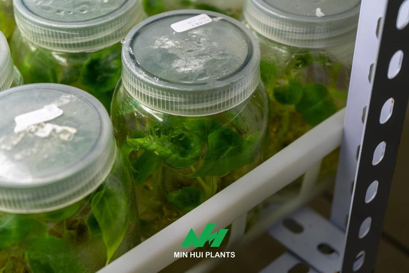 The Future of Commercial Plant Production: Why Data Management Will Become a Competitive Advantage